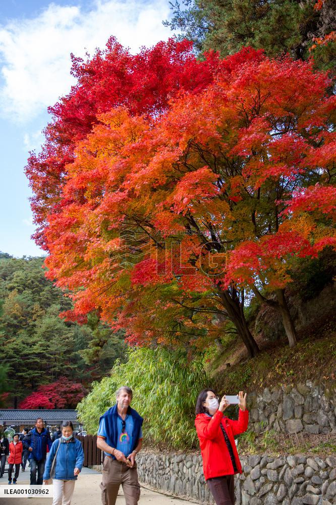 SOUTH KOREA-ANDONG-AUTUMN SCENERY