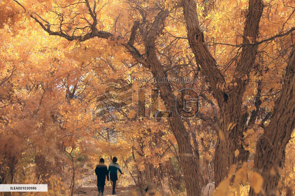 #CHINA-AUTUMN-SCENERY (CN)