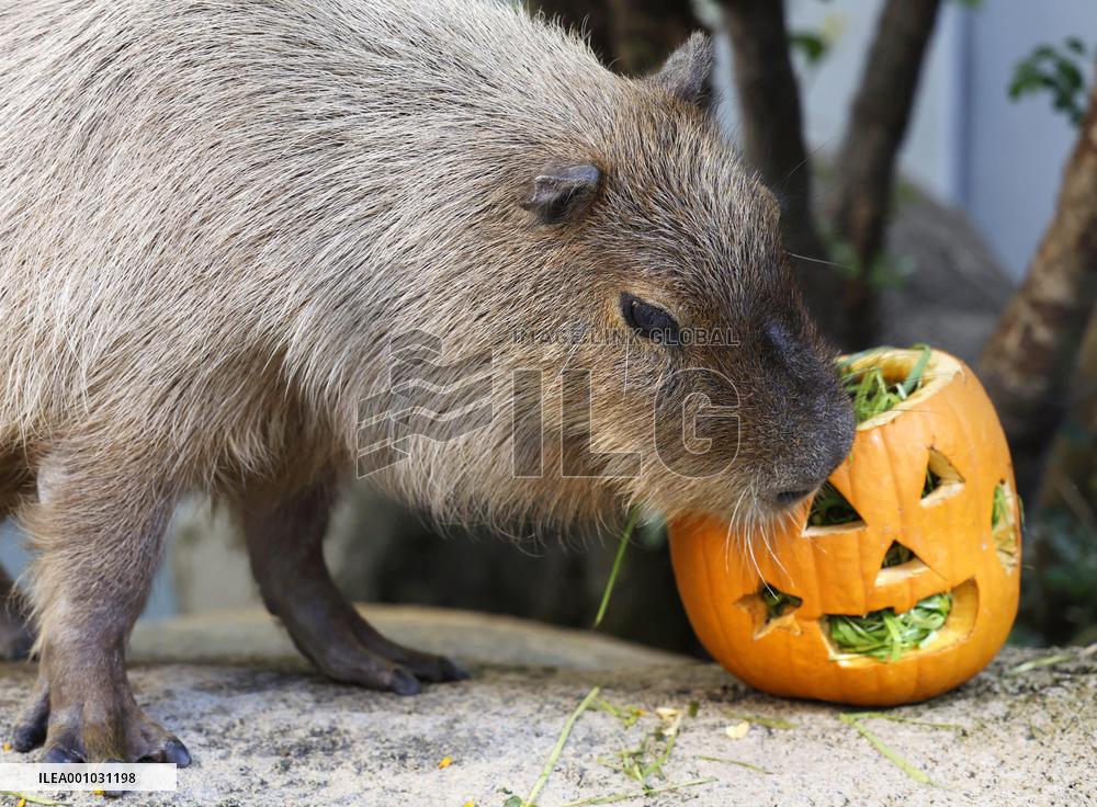 Capybara at central Japan aquarium