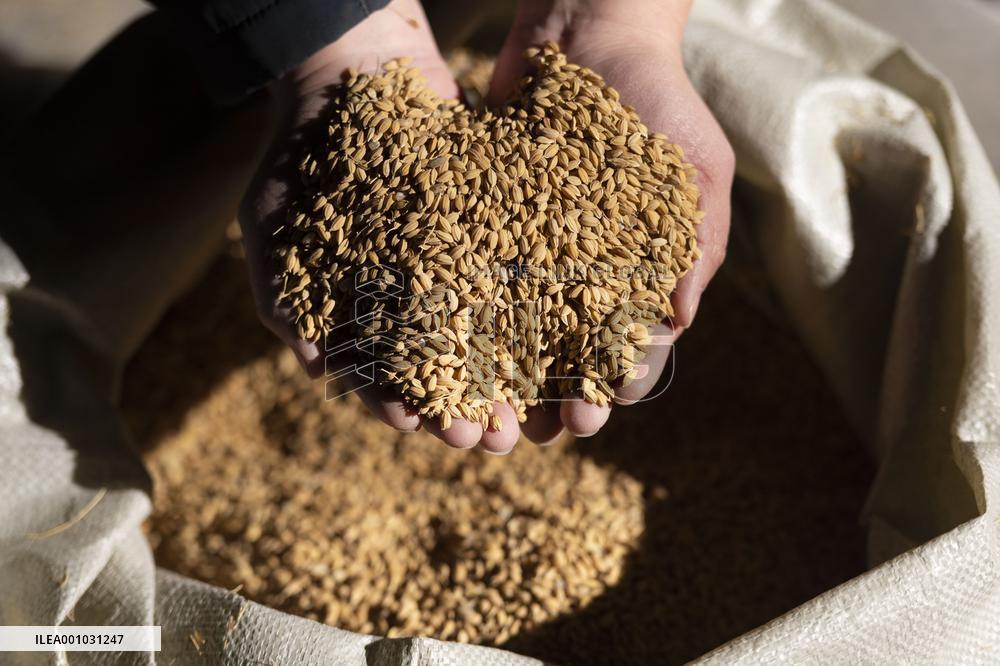 CHINA-HEILONGJIANG-AUTUMN GRAIN PURCHASING (CN)