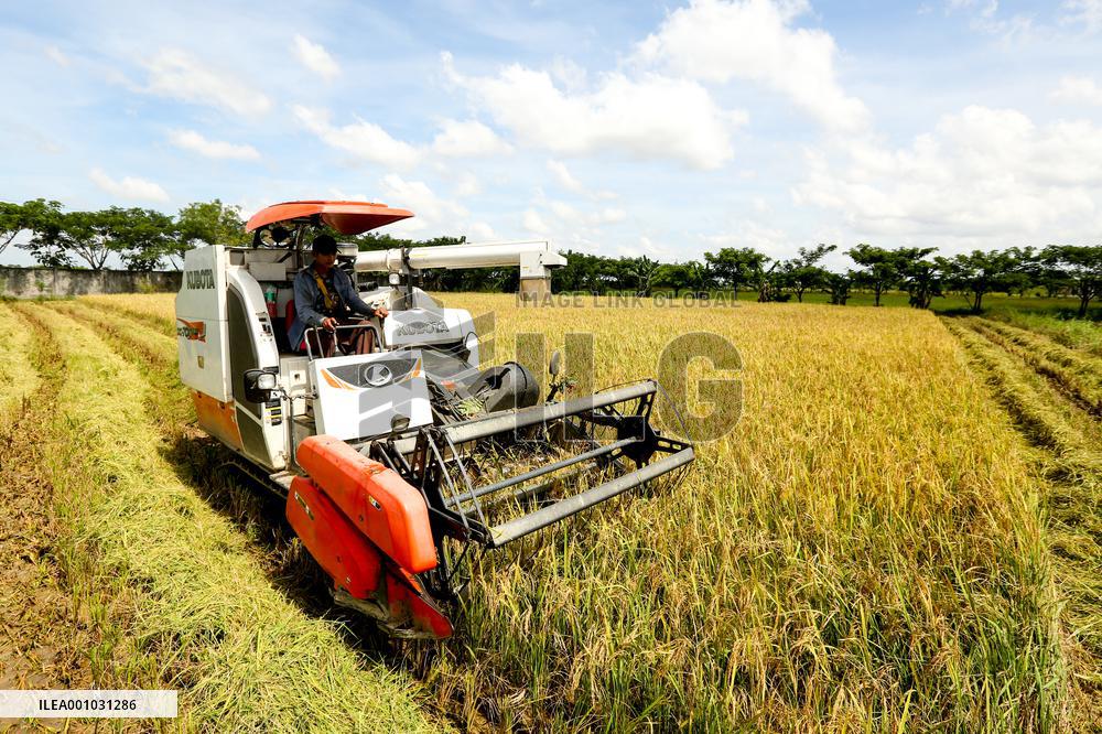 MYANMAR-YANGON-PADDY RICE-HARVEST