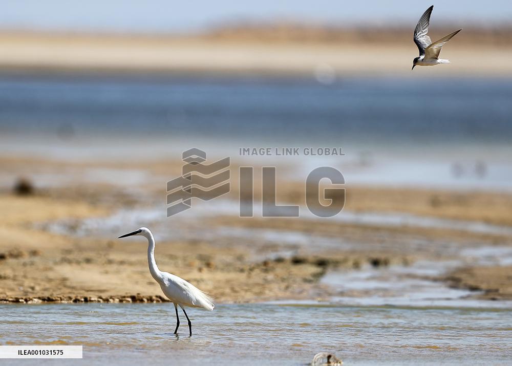 EGYPT-FAYOUM-SCENERY