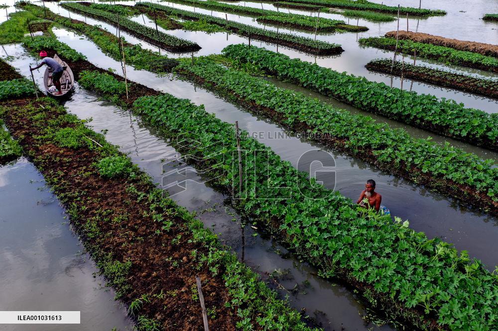 BANGLADESH-BARISAL-FLOATING VEGETABLE GARDEN