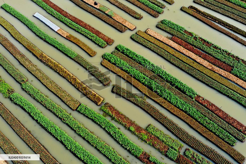BANGLADESH-BARISAL-FLOATING VEGETABLE GARDEN
