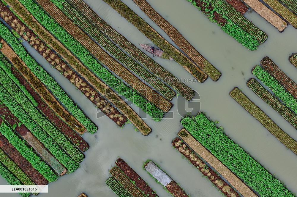 BANGLADESH-BARISAL-FLOATING VEGETABLE GARDEN