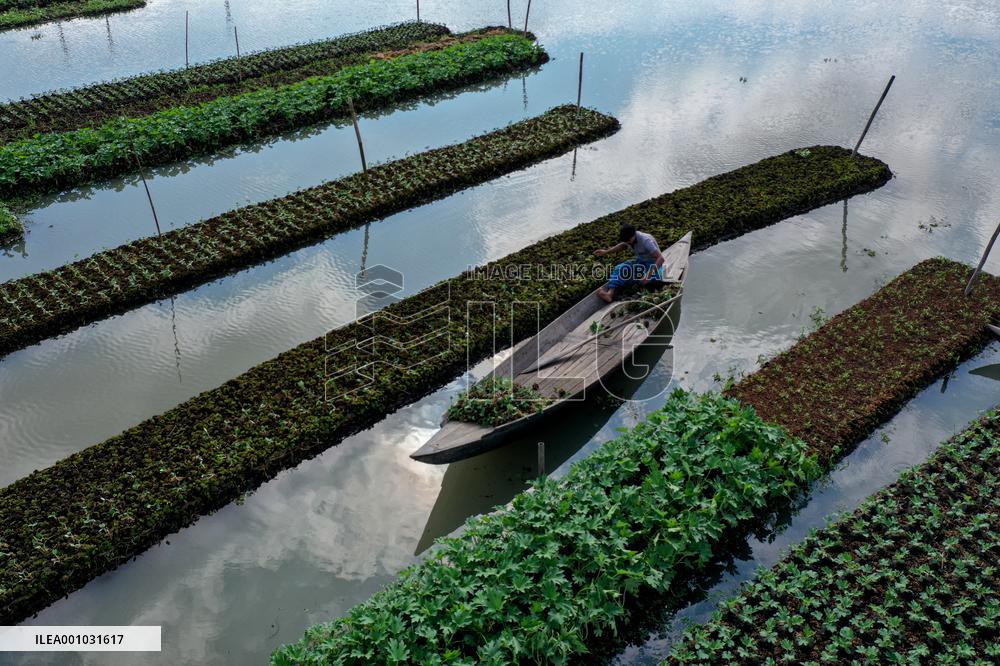 BANGLADESH-BARISAL-FLOATING VEGETABLE GARDEN