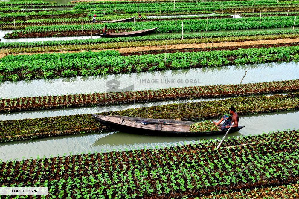 BANGLADESH-BARISAL-FLOATING VEGETABLE GARDEN