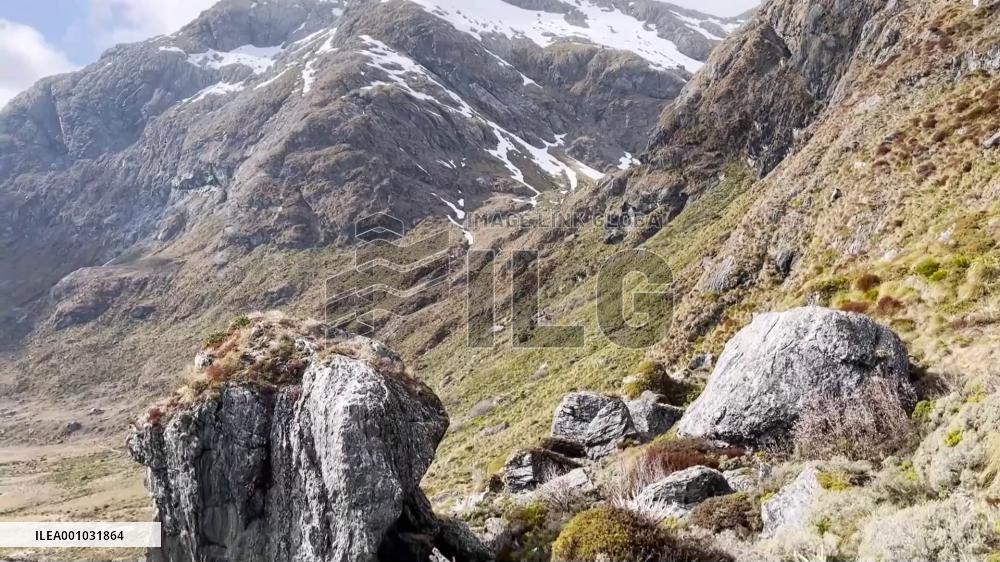 Endangered small rock wren crowns New Zealand's Bird of the Year