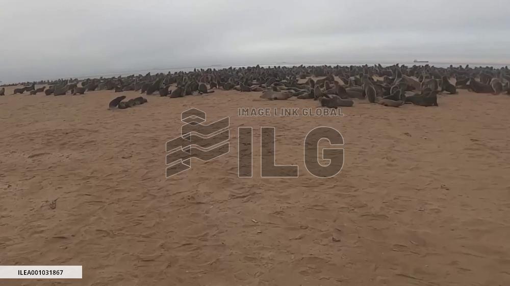 Oceans Conservation Namibia boosts awareness on marine animals protection