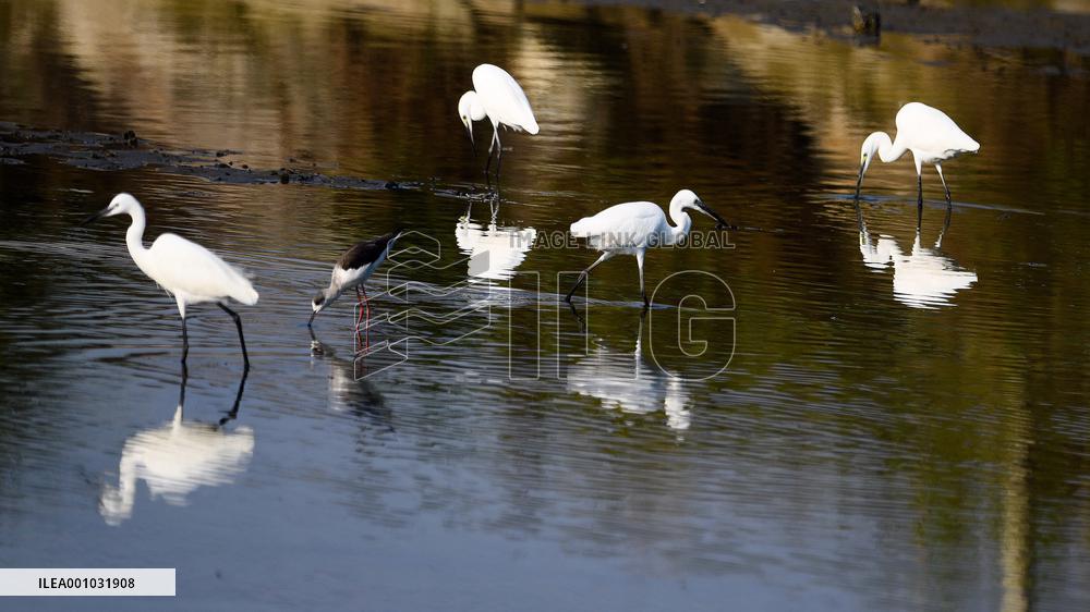CHINA-GUANGXI-HEPU-SHANKOU MANGROVE NATURE RESERVE (CN)