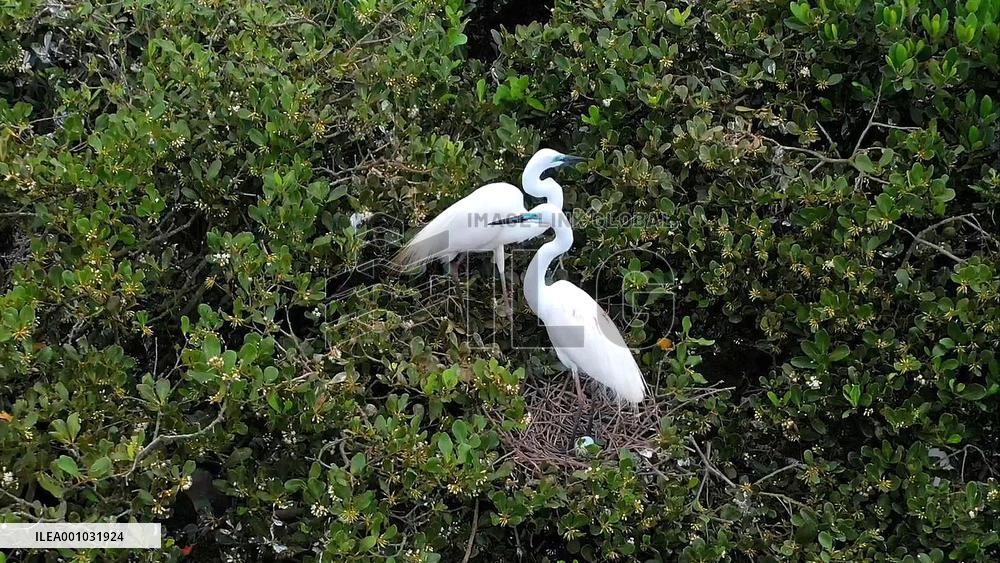 CHINA-GUANGXI-HEPU-SHANKOU MANGROVE NATURE RESERVE (CN)