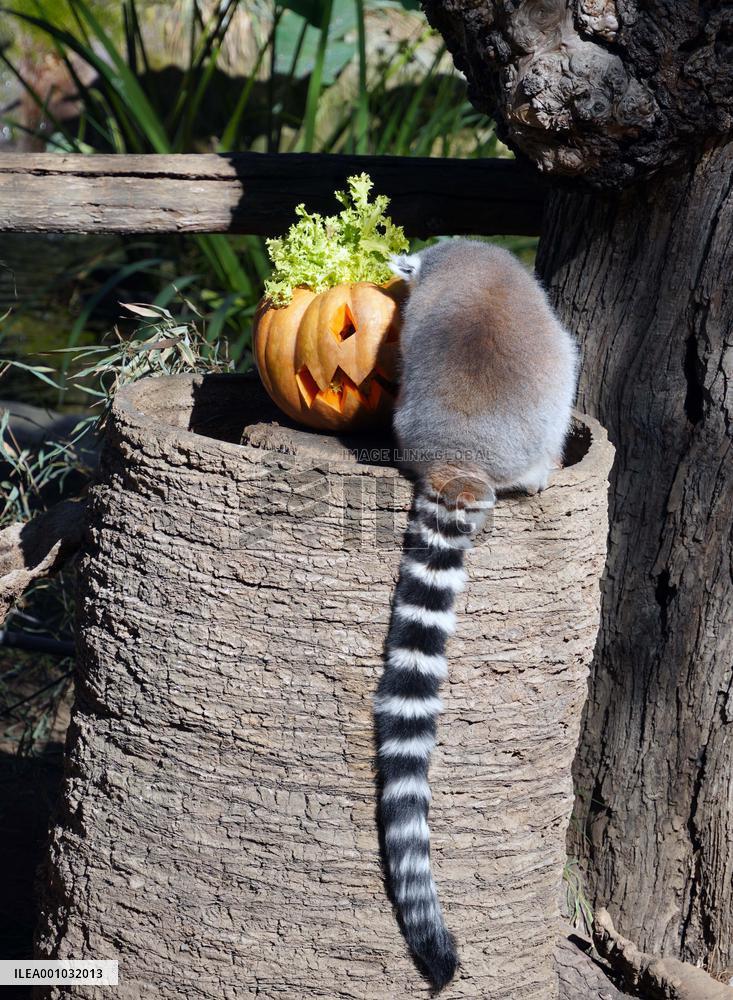 ITALY-ROME-ZOO-ANIMAL-HALLOWEEN