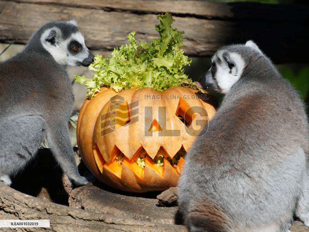 ITALY-ROME-ZOO-ANIMAL-HALLOWEEN