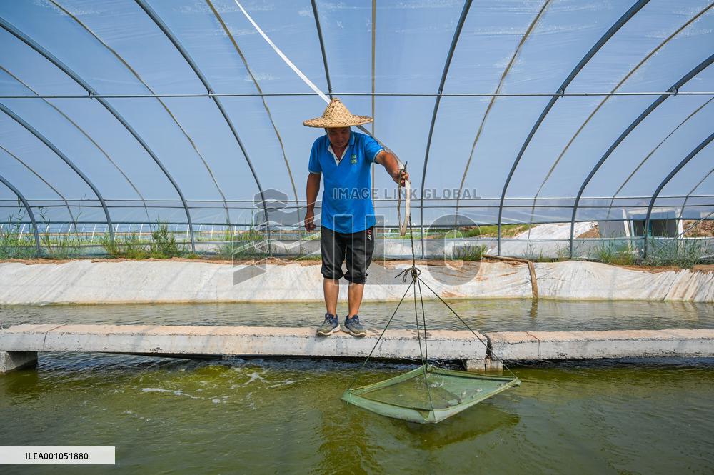 CHINA-INNER MONGOLIA-SHRIMP AQUACULTURE-ECONOMY (CN)