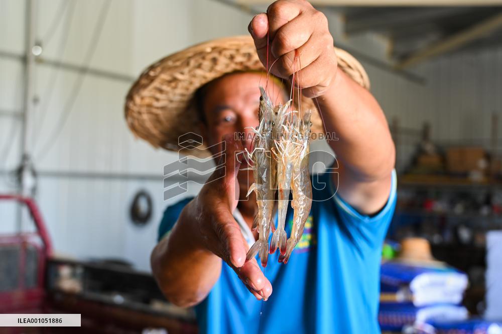 CHINA-INNER MONGOLIA-SHRIMP AQUACULTURE-ECONOMY (CN)