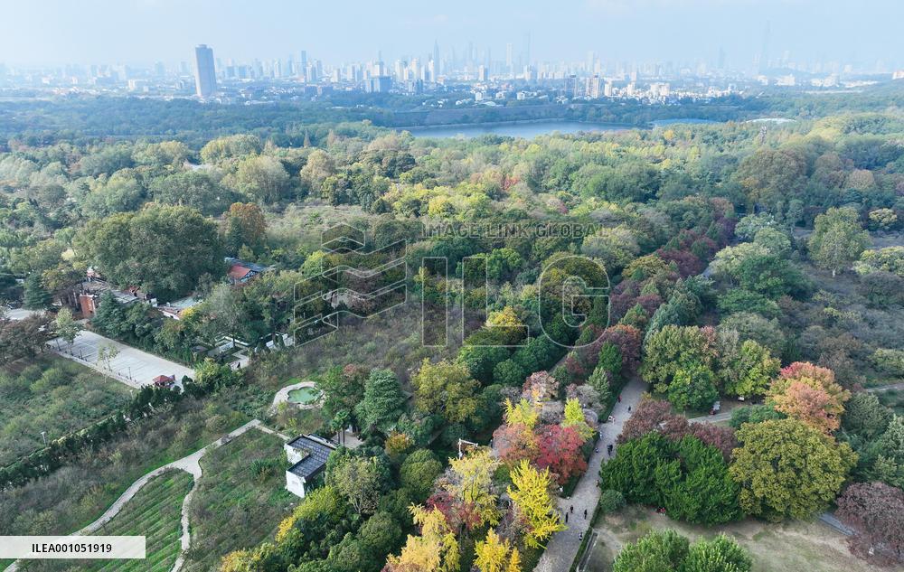 CHINA-JIANGSU-NANJING-AUTUMN-SCENERY (CN)