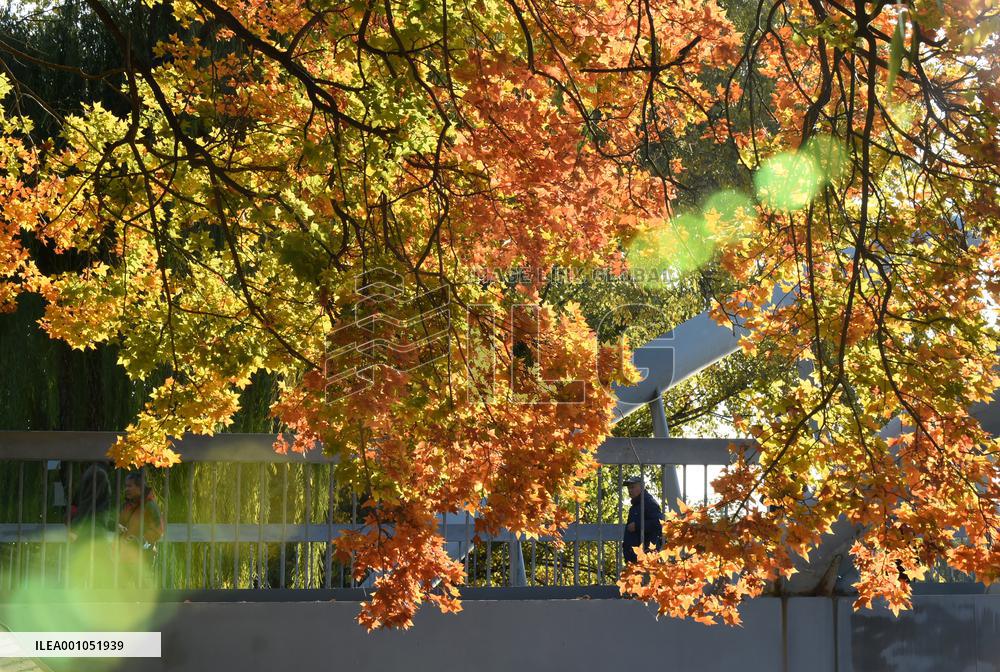CHINA-BEIJING-AUTUMN-SCENERY (CN)