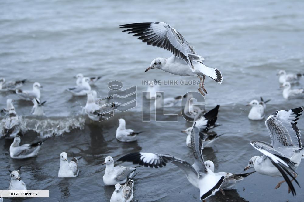 CHINA-QINGHAI-QINGHAI LAKE-WETLAND (CN)