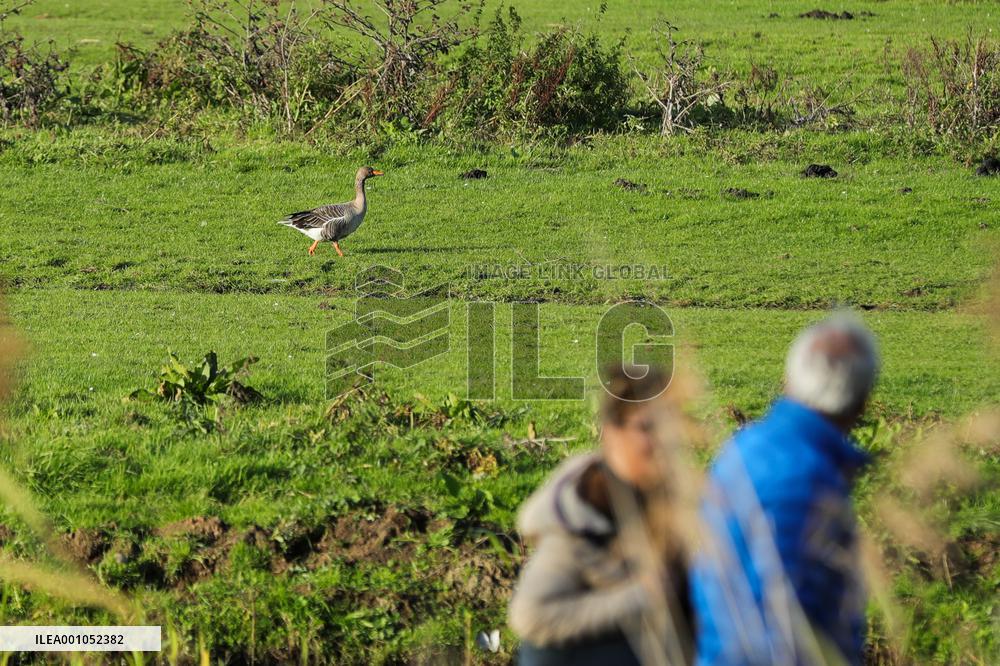 THE NETHERLANDS-ENVIRONMENT-BIESBOSCH NATIONAL PARK