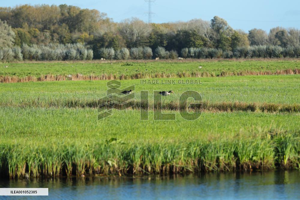 THE NETHERLANDS-ENVIRONMENT-BIESBOSCH NATIONAL PARK