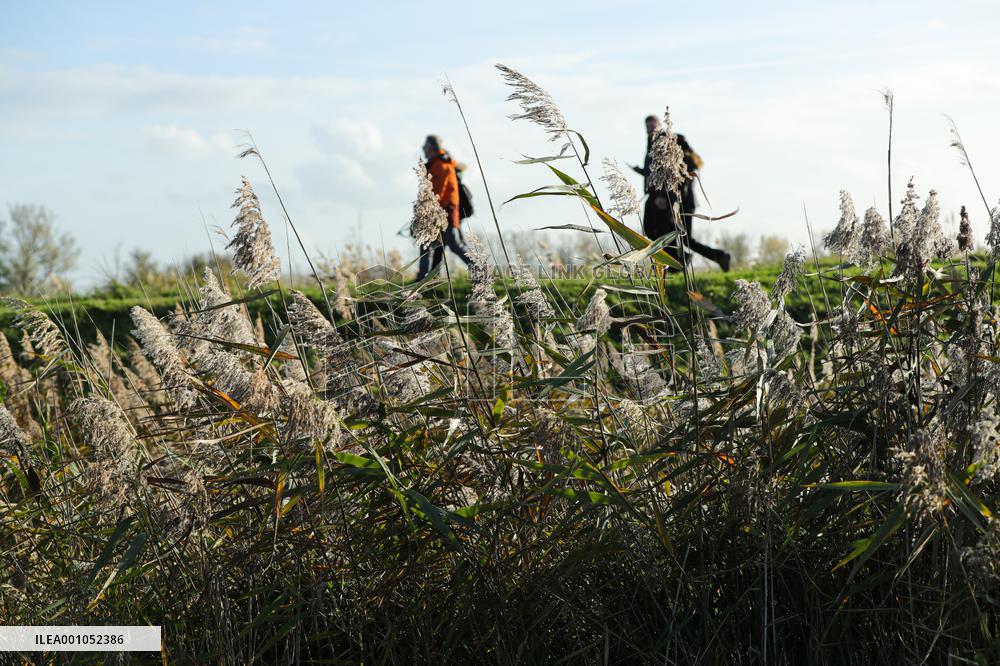 THE NETHERLANDS-ENVIRONMENT-BIESBOSCH NATIONAL PARK