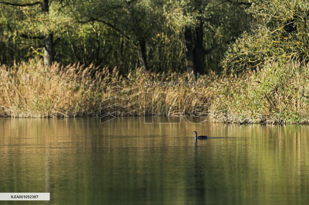 THE NETHERLANDS-ENVIRONMENT-BIESBOSCH NATIONAL PARK