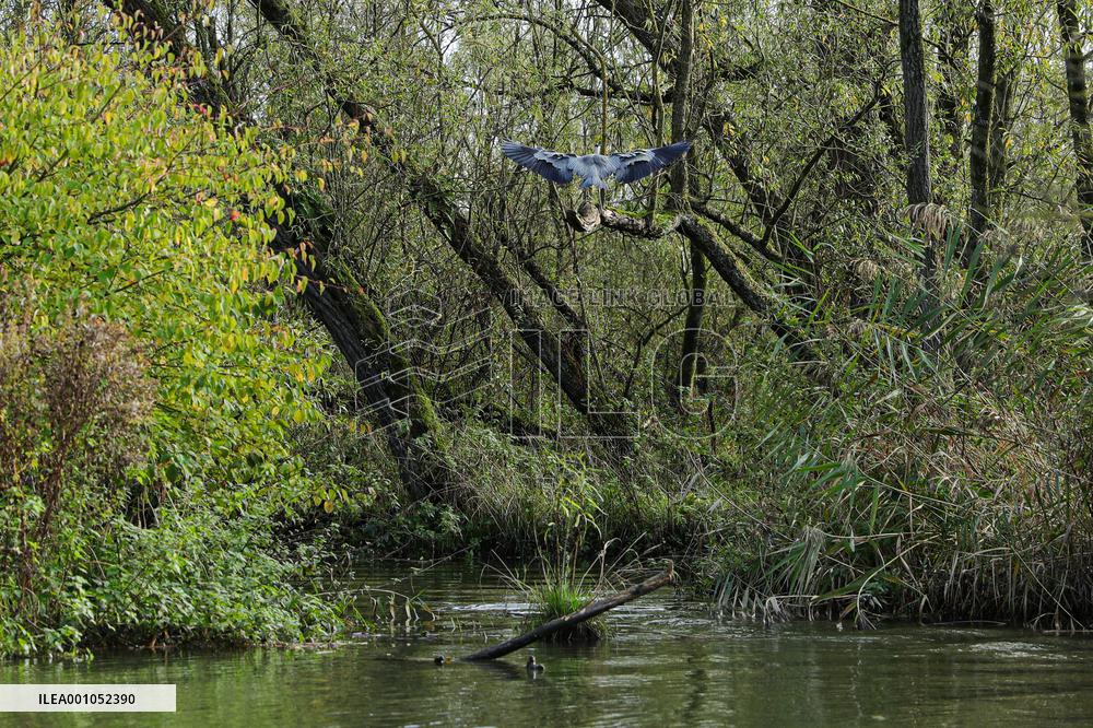 THE NETHERLANDS-ENVIRONMENT-BIESBOSCH NATIONAL PARK