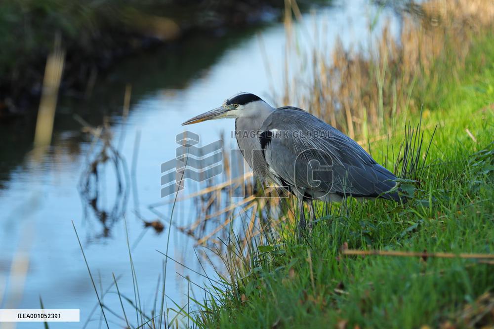 THE NETHERLANDS-ENVIRONMENT-BIESBOSCH NATIONAL PARK