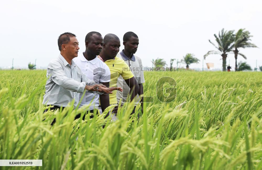 BURUNDI-KIHANGA-RICE-CHINESE EXPERTS