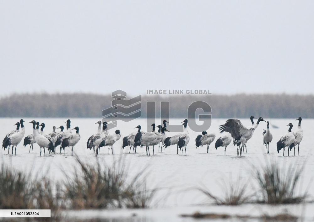 CHINA-GUIZHOU-WEINING-CAOHAI NATIONAL NATURE RESERVE-MIGRANT BIRDS (CN)