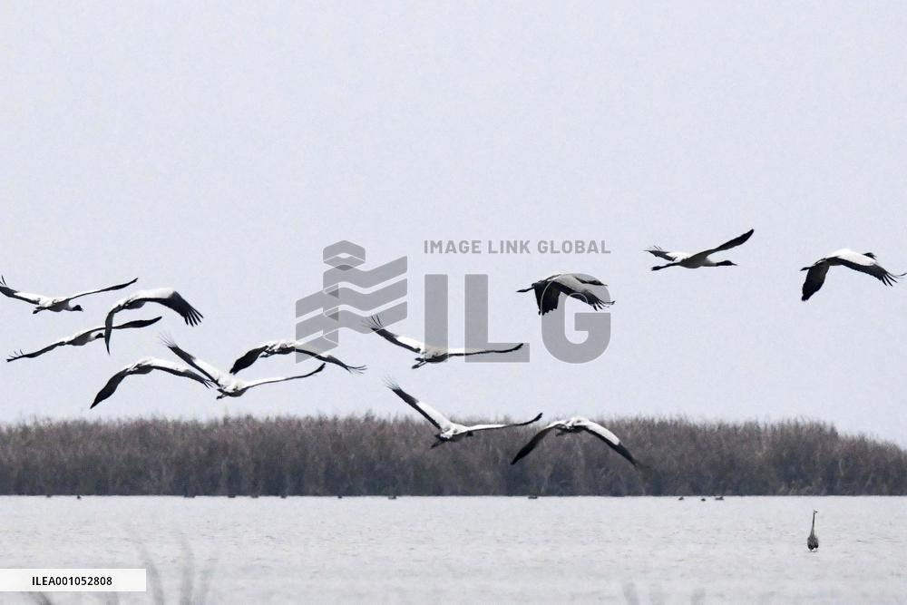 CHINA-GUIZHOU-WEINING-CAOHAI NATIONAL NATURE RESERVE-MIGRANT BIRDS (CN)