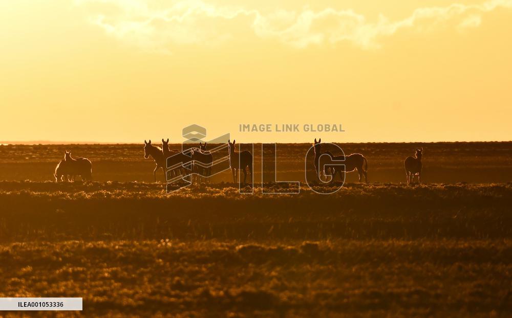 CHINA-XINJIANG-WETLANDS-SCENERY (CN)