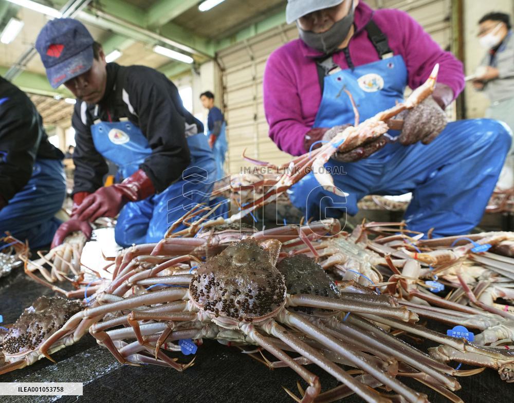 Snow crab fishing begins in western Japan