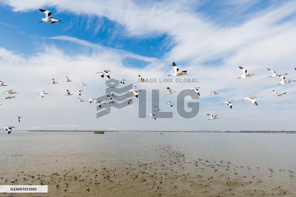 Xinhua Headlines: China progressing in wetlands conservation for high-quality development