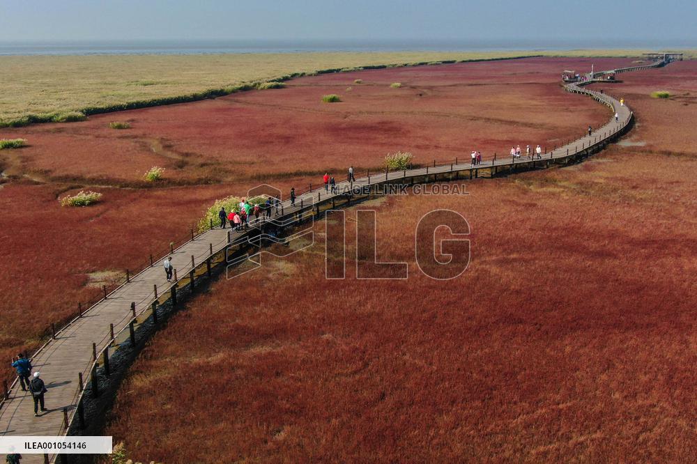 CHINA-LIAONING-PANJIN-WETLAND (CN)
