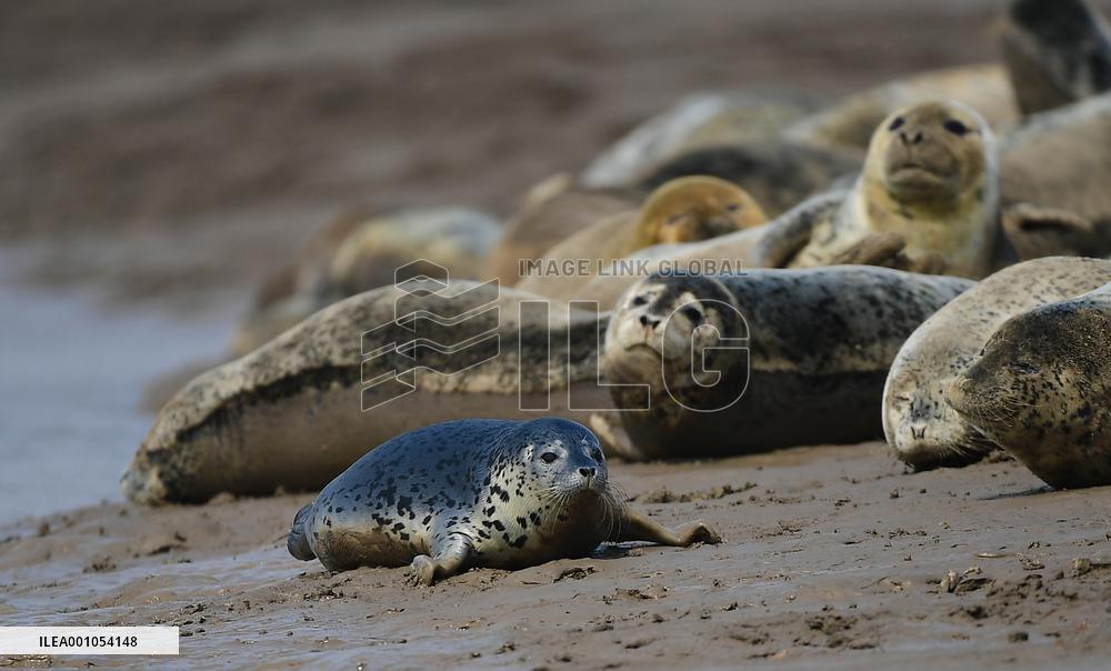 CHINA-LIAONING-PANJIN-WETLAND (CN)