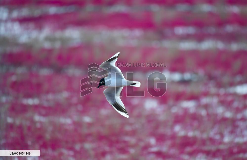 CHINA-LIAONING-PANJIN-WETLAND (CN)