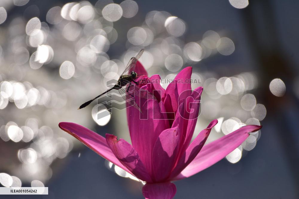 INDIA-ASSAM-MORIGAON-WATER LILY-FISHING