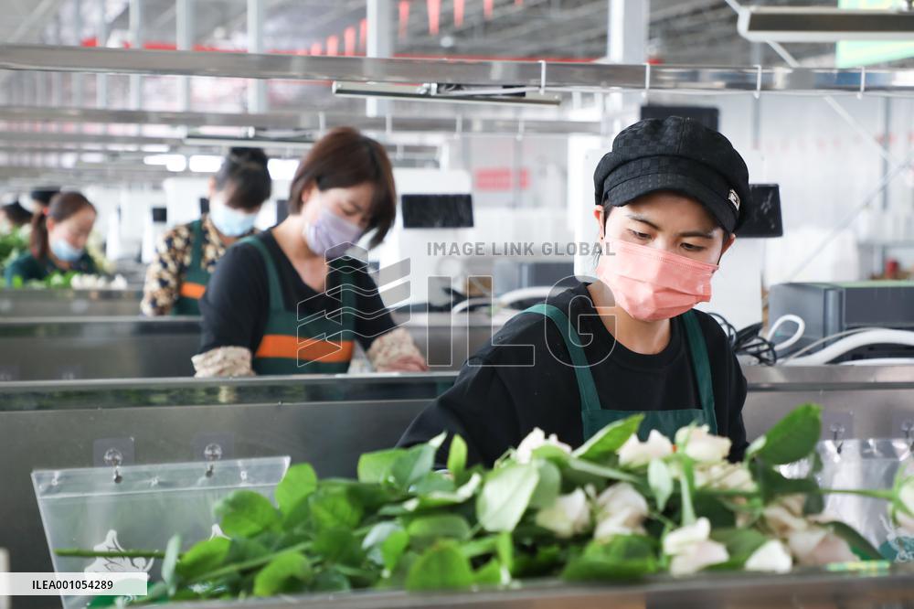 CHINA-GANSU-LANZHOU-FLORICULTURE INDUSTRY (CN)