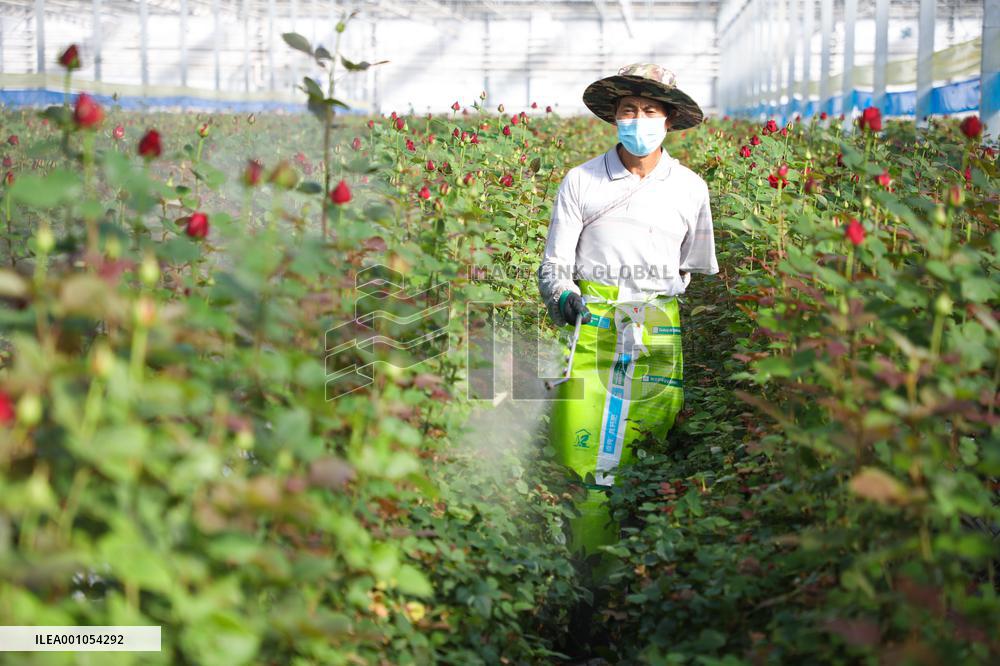 CHINA-GANSU-LANZHOU-FLORICULTURE INDUSTRY (CN)