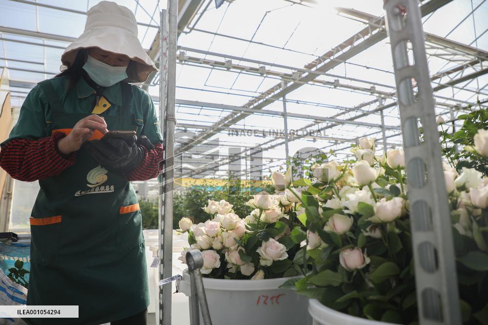 CHINA-GANSU-LANZHOU-FLORICULTURE INDUSTRY (CN)