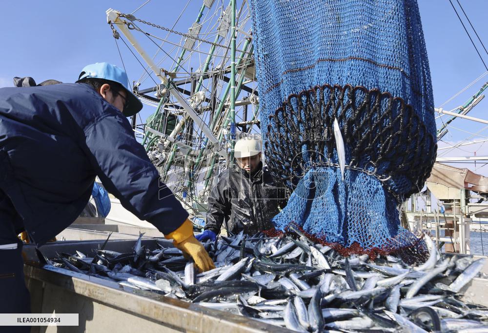 Catch of saury in Hokkaido's Nemuro