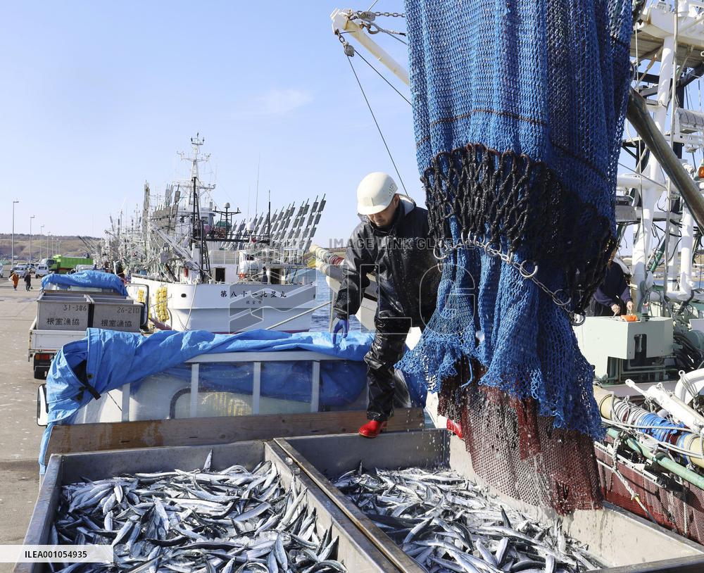 Catch of saury in Hokkaido's Nemuro