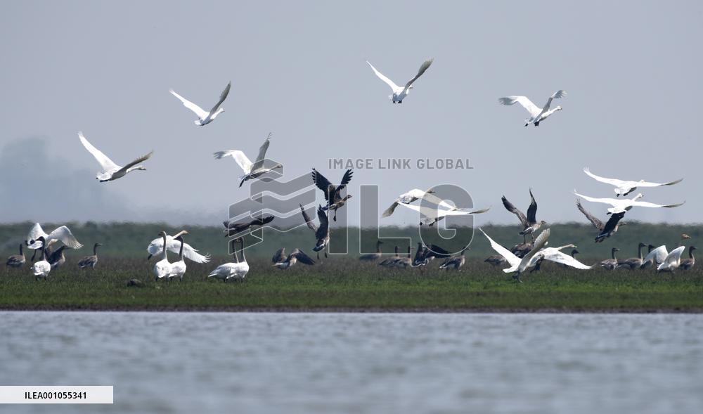 Xinhua Headlines: China beefs up wetlands conservation to enhance people's well-being