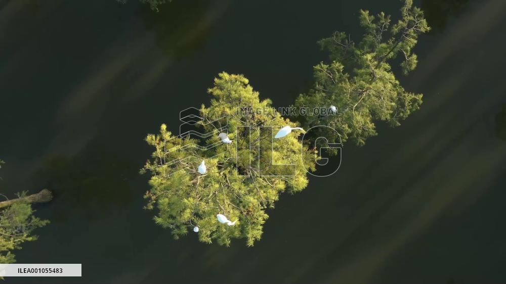 China's new energy vehicles to serve G20 summit