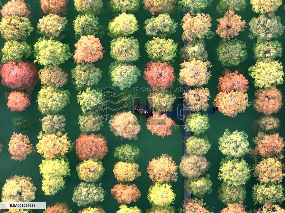 #CHINA-JIANGSU-METASEQUOIA FOREST (CN)