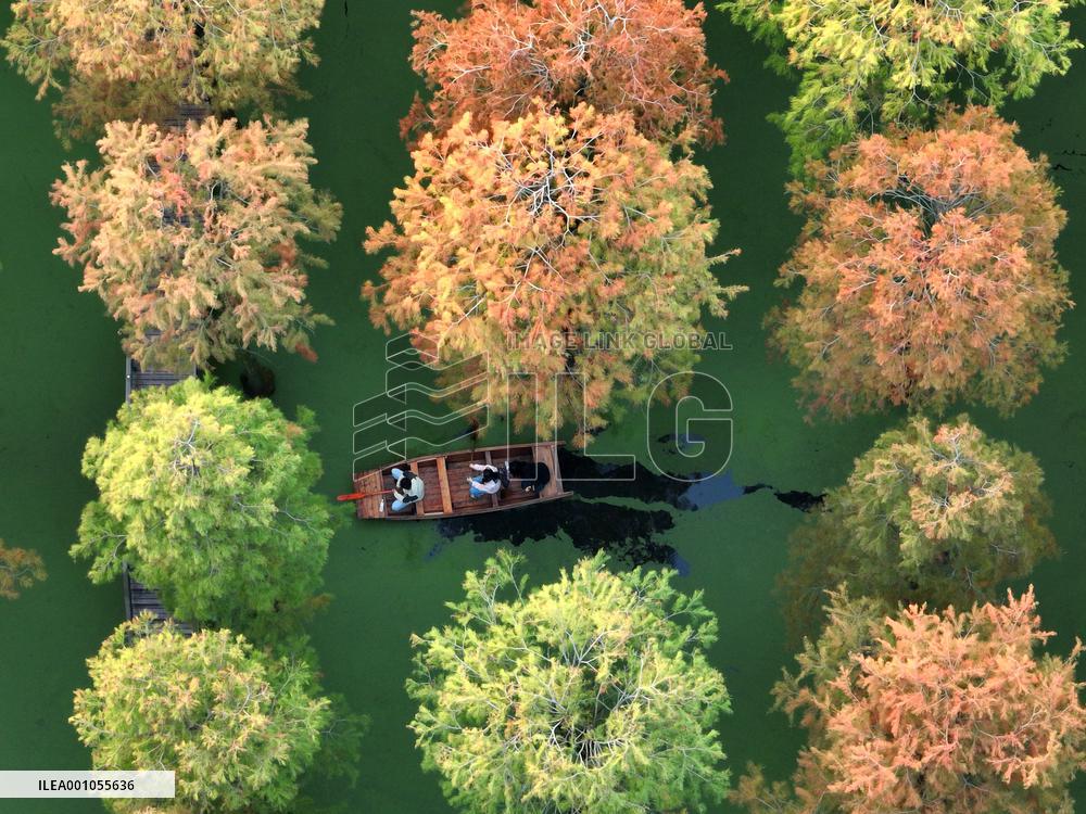 #CHINA-JIANGSU-METASEQUOIA FOREST (CN)