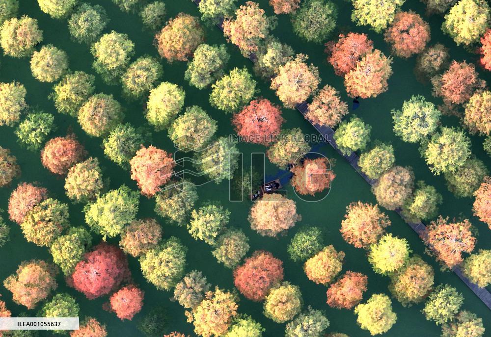 #CHINA-JIANGSU-METASEQUOIA FOREST (CN)