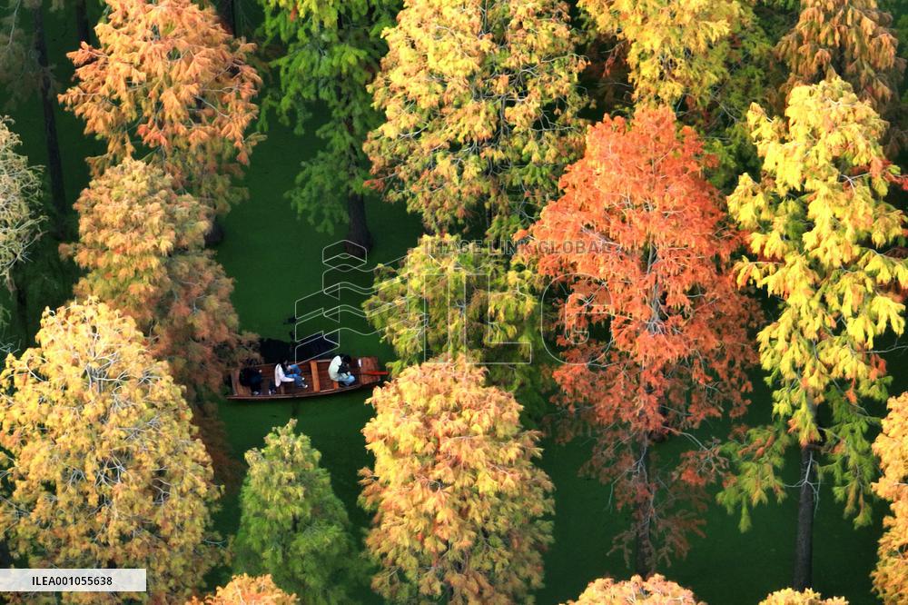 #CHINA-JIANGSU-METASEQUOIA FOREST (CN)