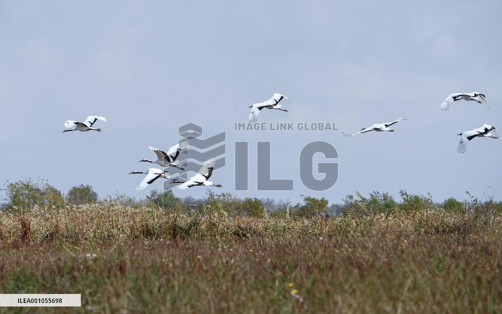 CHINA-JIANGSU-YANCHENG-WETLAND (CN)